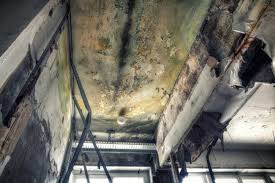 Best Mold Documentation for Insurance Claims  in USA